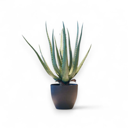 Götessons Aloe Vera 550 – Kunstplant met Stevige Succulentbladeren