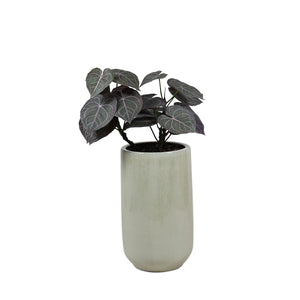 Götessons Anthurium 650 – Kunstplant met Glanzende Bladeren