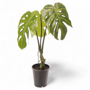 Götessons Monstera 700 – Kunstplant met Gespleten Bladeren