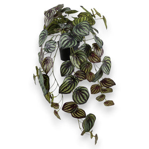 Götessons Peperomia 450 – Realistische Kunstplant met Glanzende Peperomia-bladeren