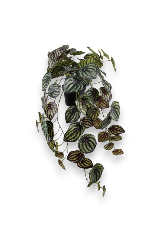 Götessons Peperomia 450 – Realistische Kunstplant met Glanzende Peperomia-bladeren