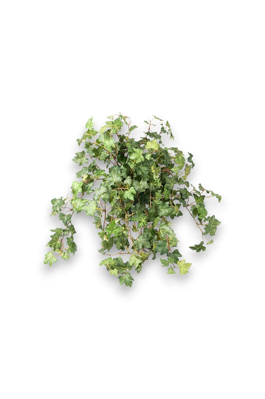 Götessons Ivy 450 – Klimop Kunstplant met Realistische Gekartelde Bladeren
