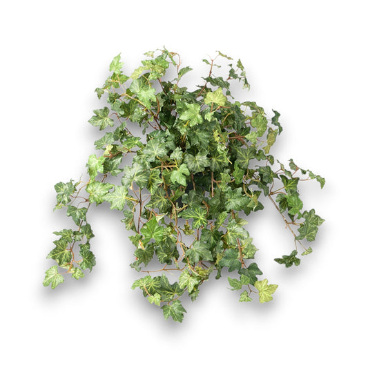 Götessons Ivy 450 – Klimop Kunstplant met Realistische Gekartelde Bladeren