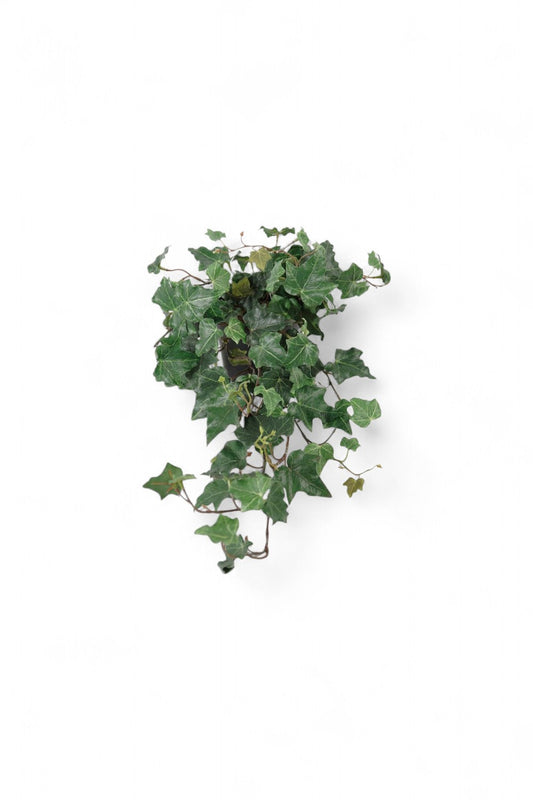 Götessons Ivy  – Hangende Kunstklimop voor PlantPanel Slice