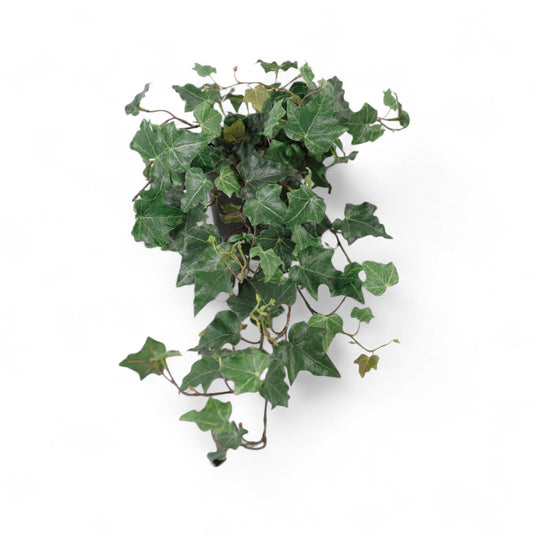 Götessons Ivy  – Hangende Kunstklimop voor PlantPanel Slice